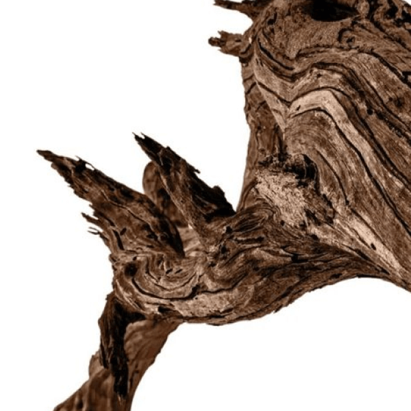L’Aura